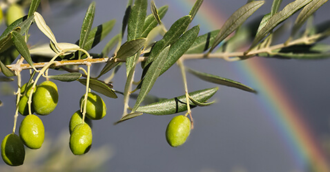 Futuro de la recolección de la aceituna