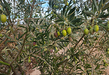 El envero de la aceituna en "La Viña"