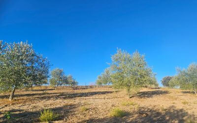 Síntomas y diagnóstico de plagas y enfermedades en el olivo