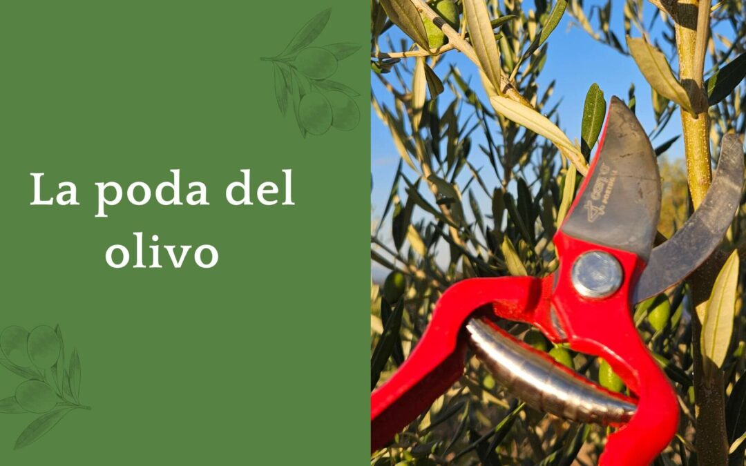 Época y métodos de la poda del olivo