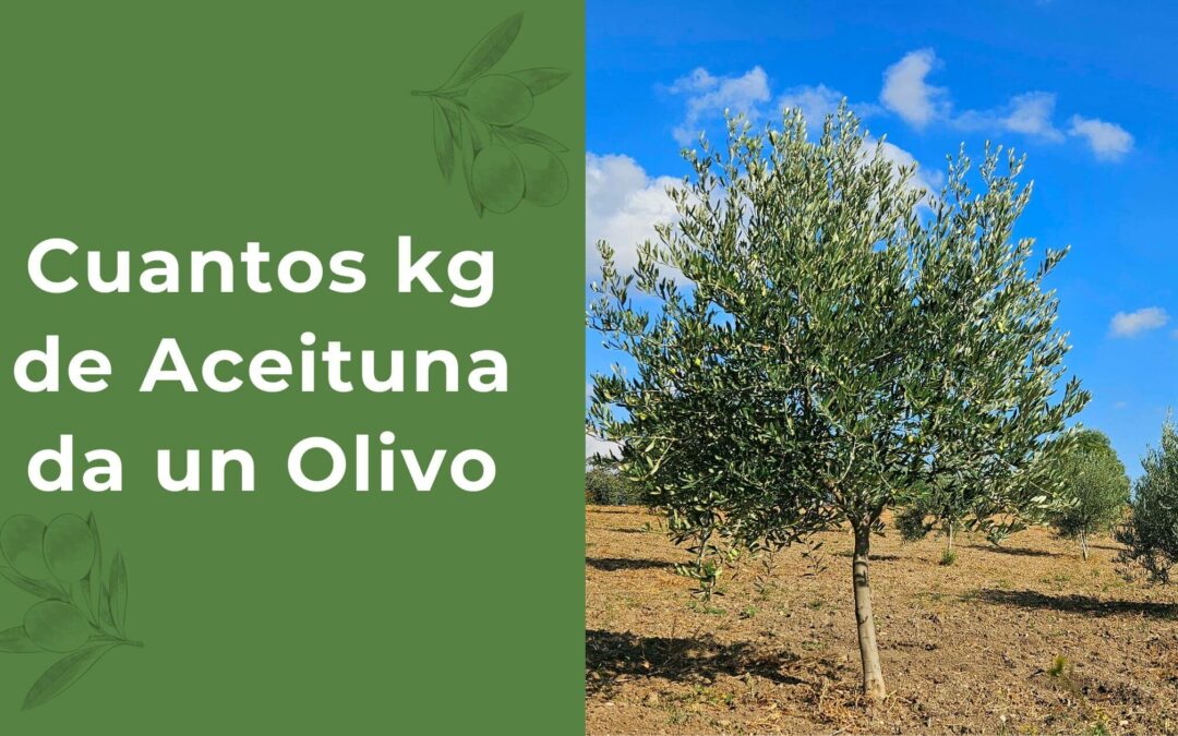 Cuantos kg de aceitunas da un olivo