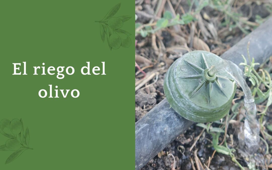 El riego del olivo: Guía completa sobre el riego del olivo: Cuándo y cómo regar para una producción optima