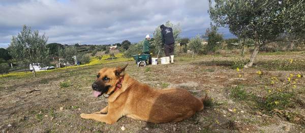 Cosecha de aceitunas en la huerta de "La Viña"