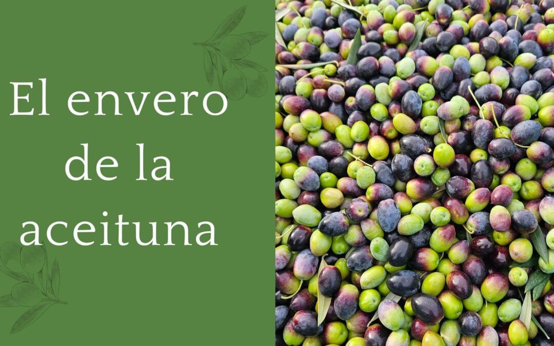 El envero de la aceituna y su impacto en la calidad del aceite de oliva virgen extra