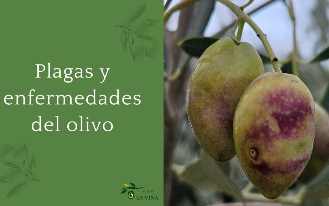 Las plagas y enfermedades del olivo: cómo identificarlas y proteger tu cultivo