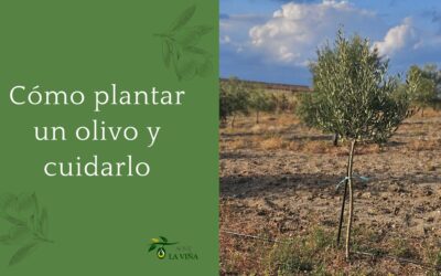 Cómo plantar un olivo y cuidarlo: La guía definitiva para principiantes