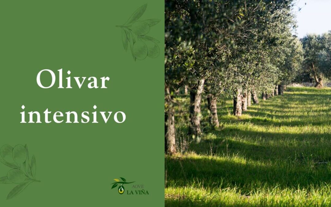 El olivar intensivo: Todo lo que necesitas saber para triunfar con este modelo de cultivo